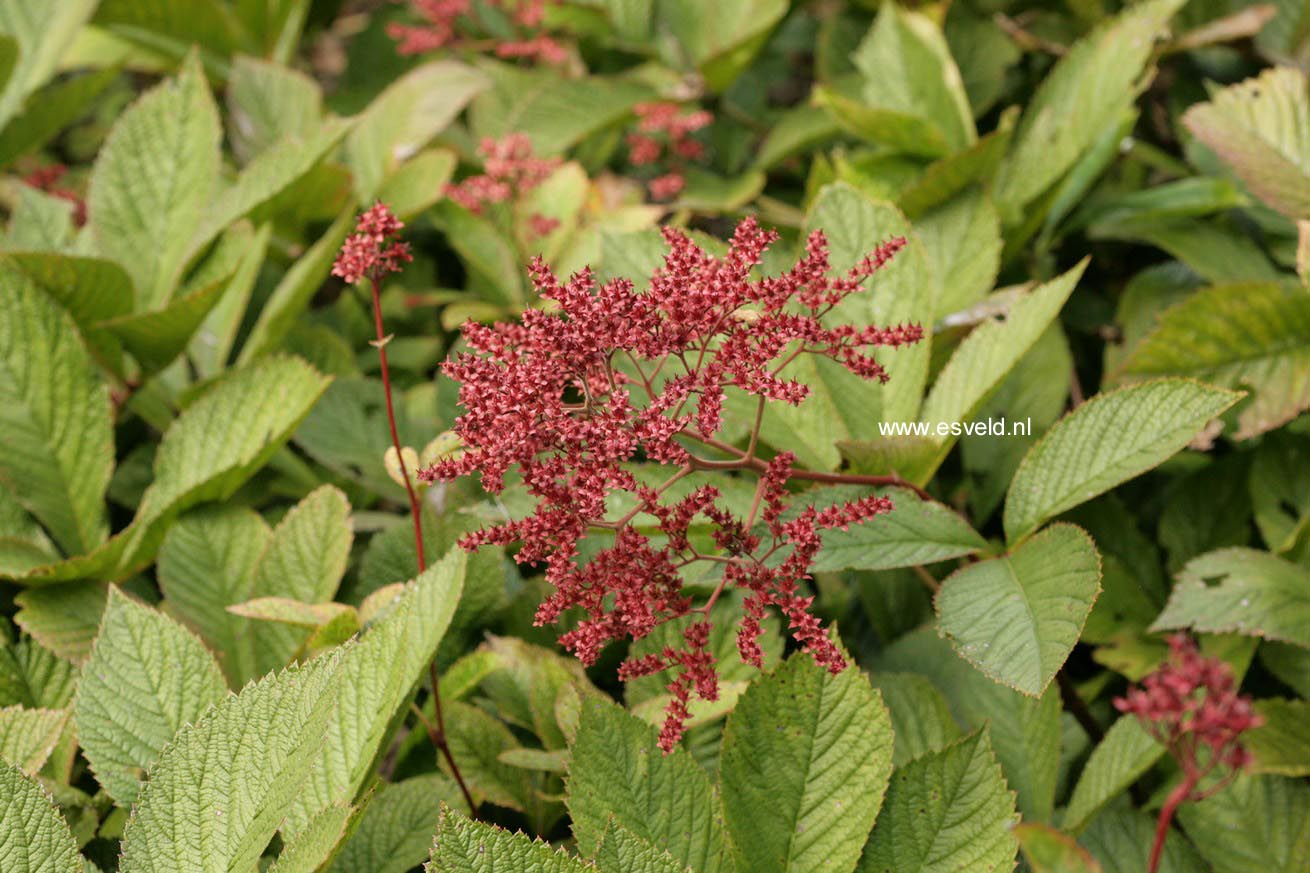 Rodgersia 'Bloody Mary'
