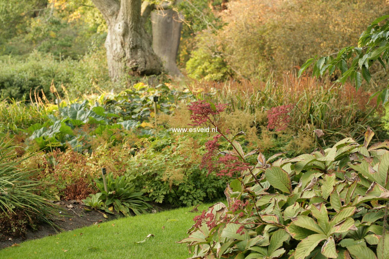 Rodgersia pinnata 'Chocolate Wings'