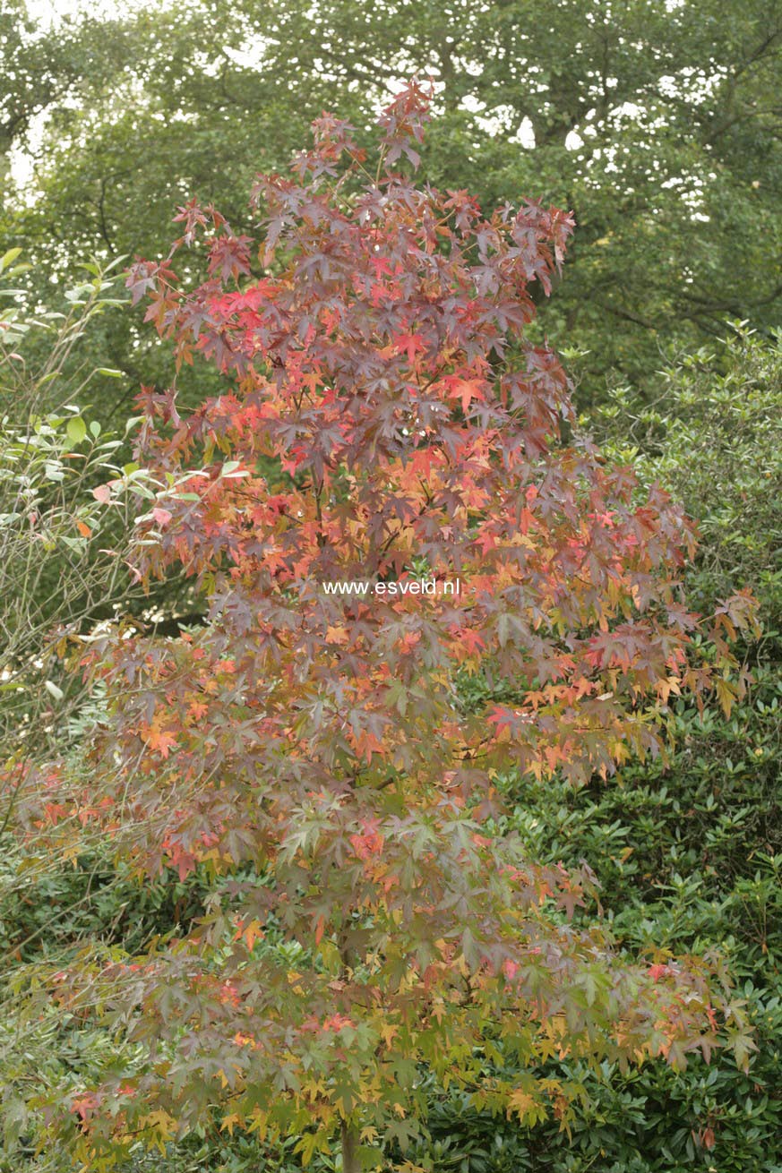 Liquidambar styraciflua 'Worplesdon'