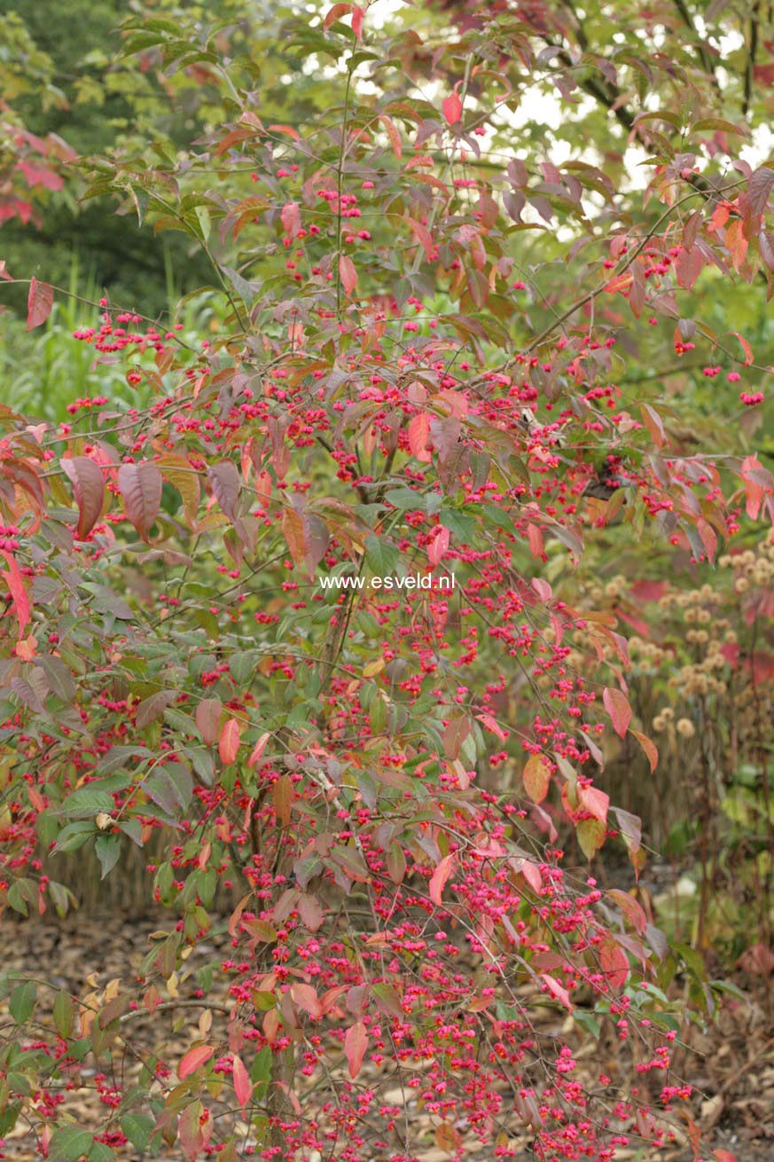 Euonymus europaeus 'Red Cascade'