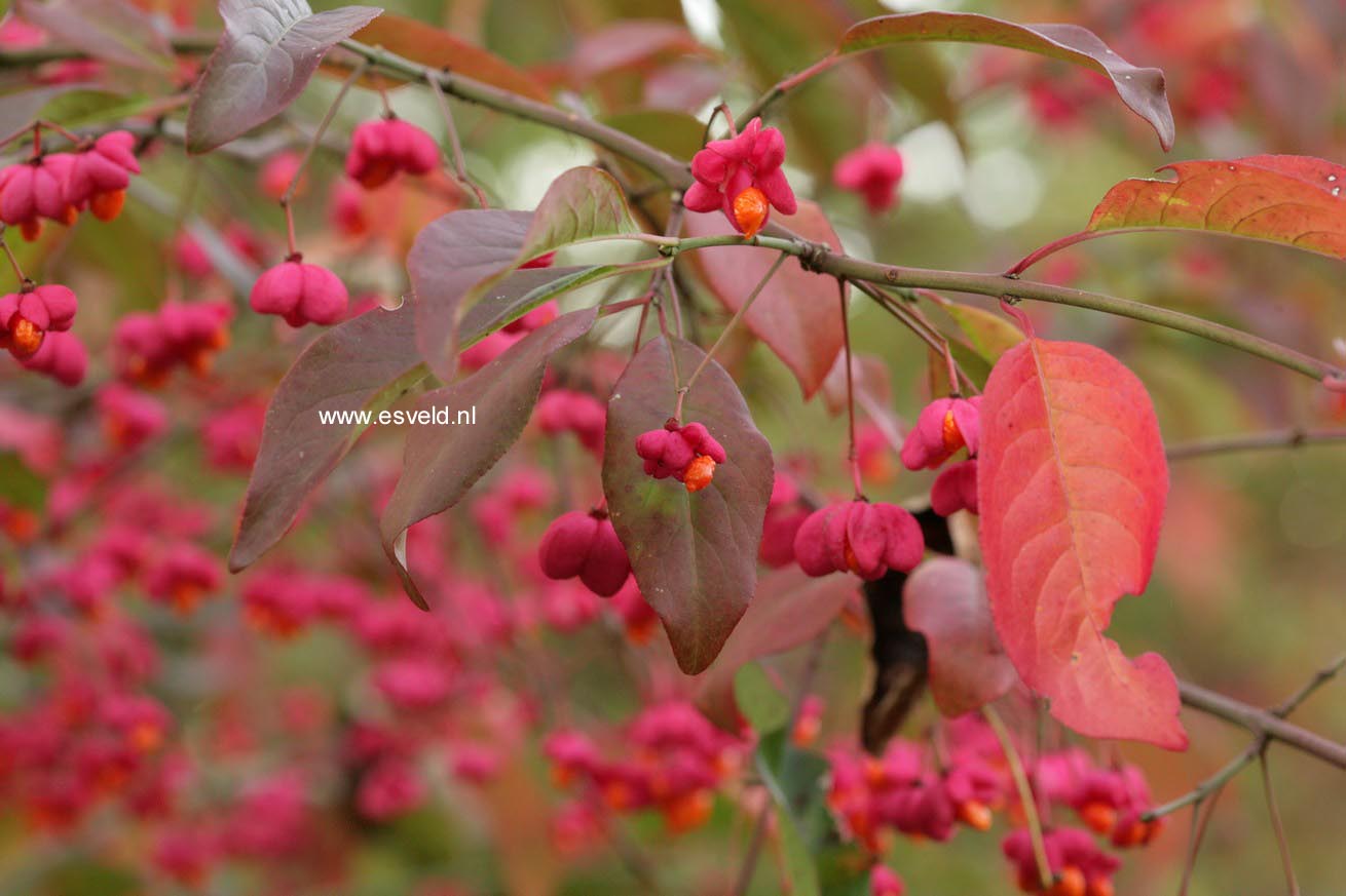 Euonymus europaeus 'Red Cascade'