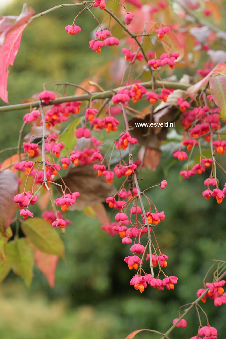 Euonymus europaeus 'Red Cascade'