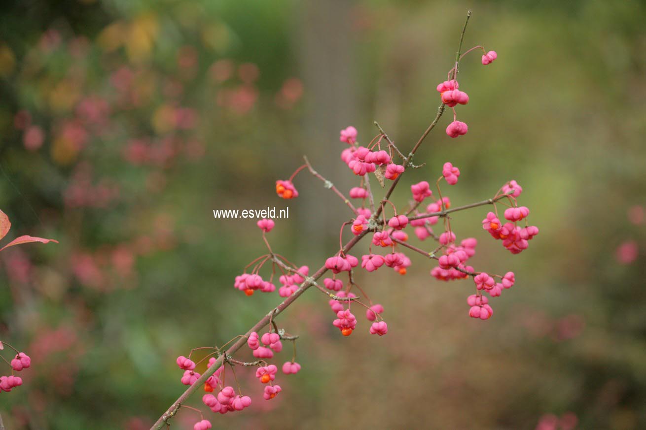 Euonymus europaeus 'Thornhayes'