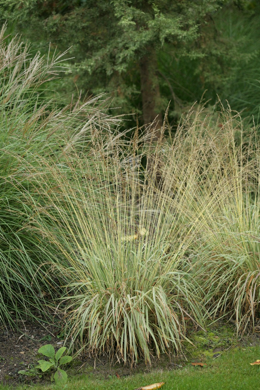 Molinia caerulea 'Variegata'