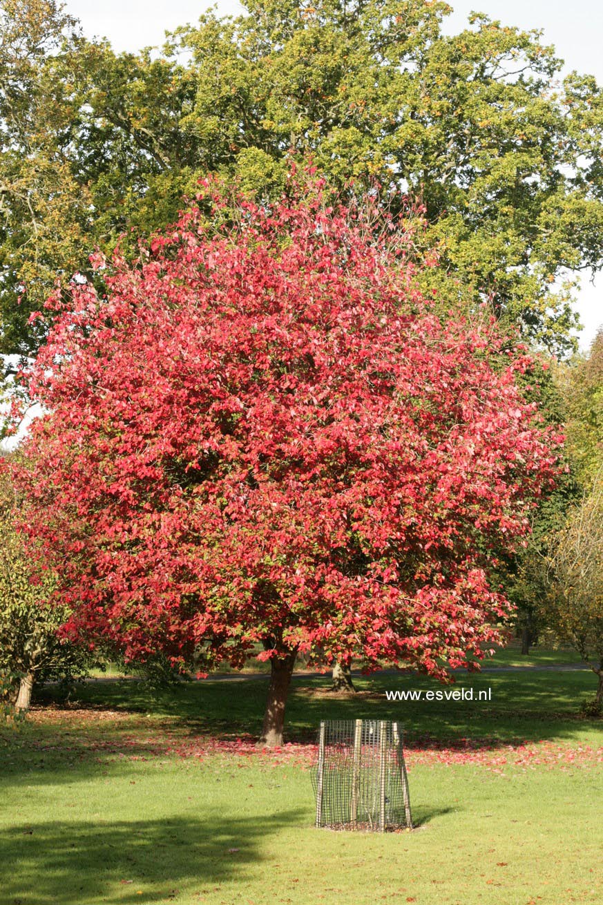 Acer rubrum 'Schlesingeri'