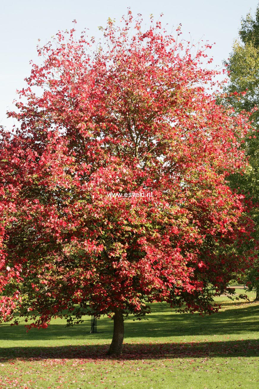 Acer rubrum 'Schlesingeri'