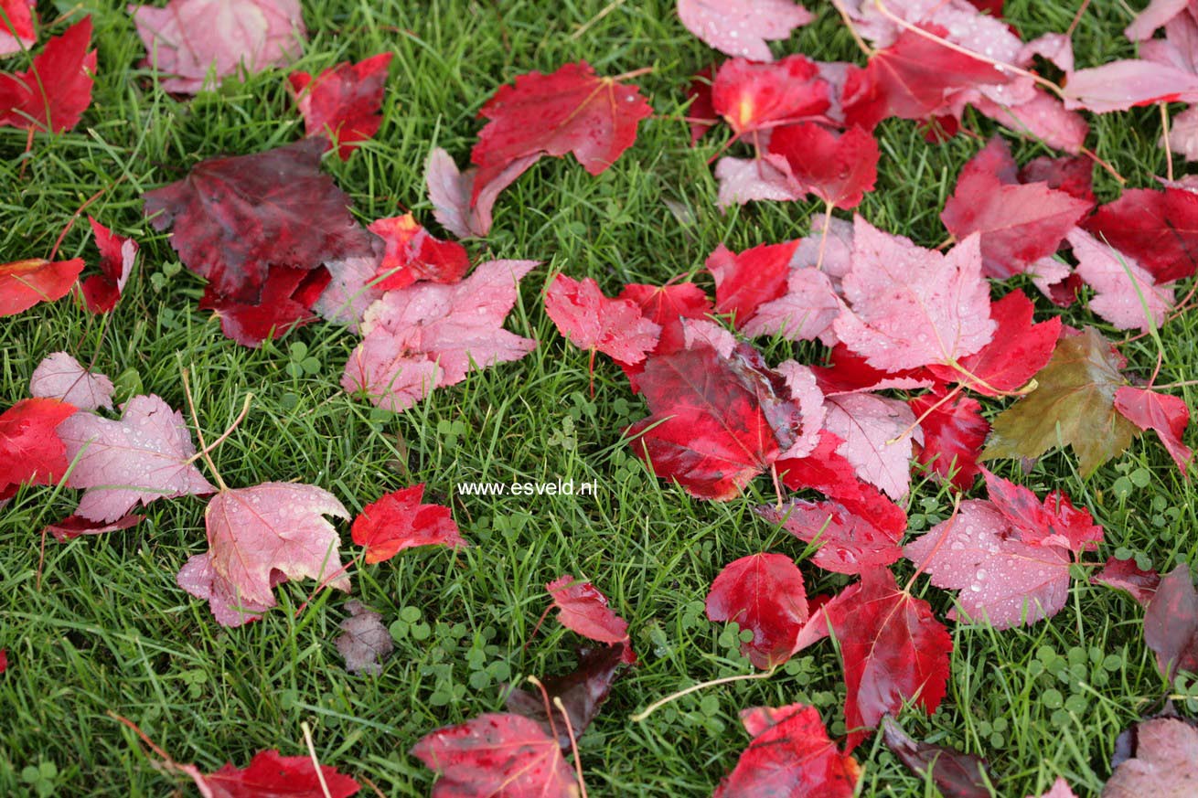 Acer rubrum