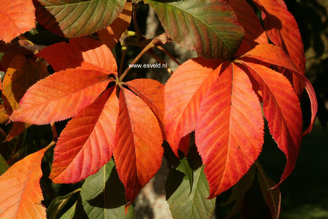 Aesculus glabra
