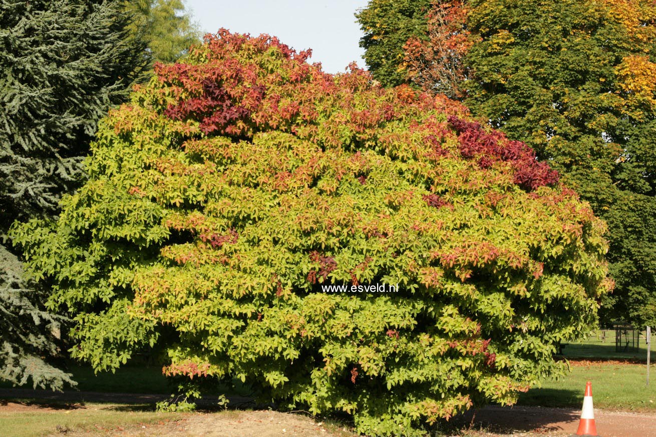 Liquidambar styraciflua 'Gum Ball'