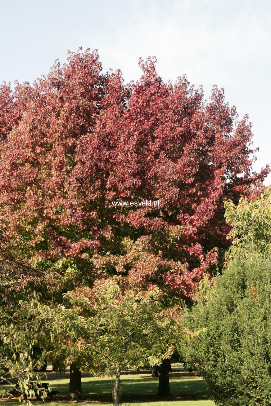 Liquidambar styraciflua 'Worplesdon'