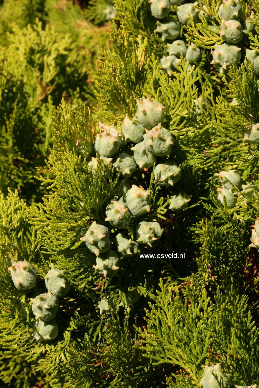 Platycladus orientalis 'Pyramidalis Aurea'