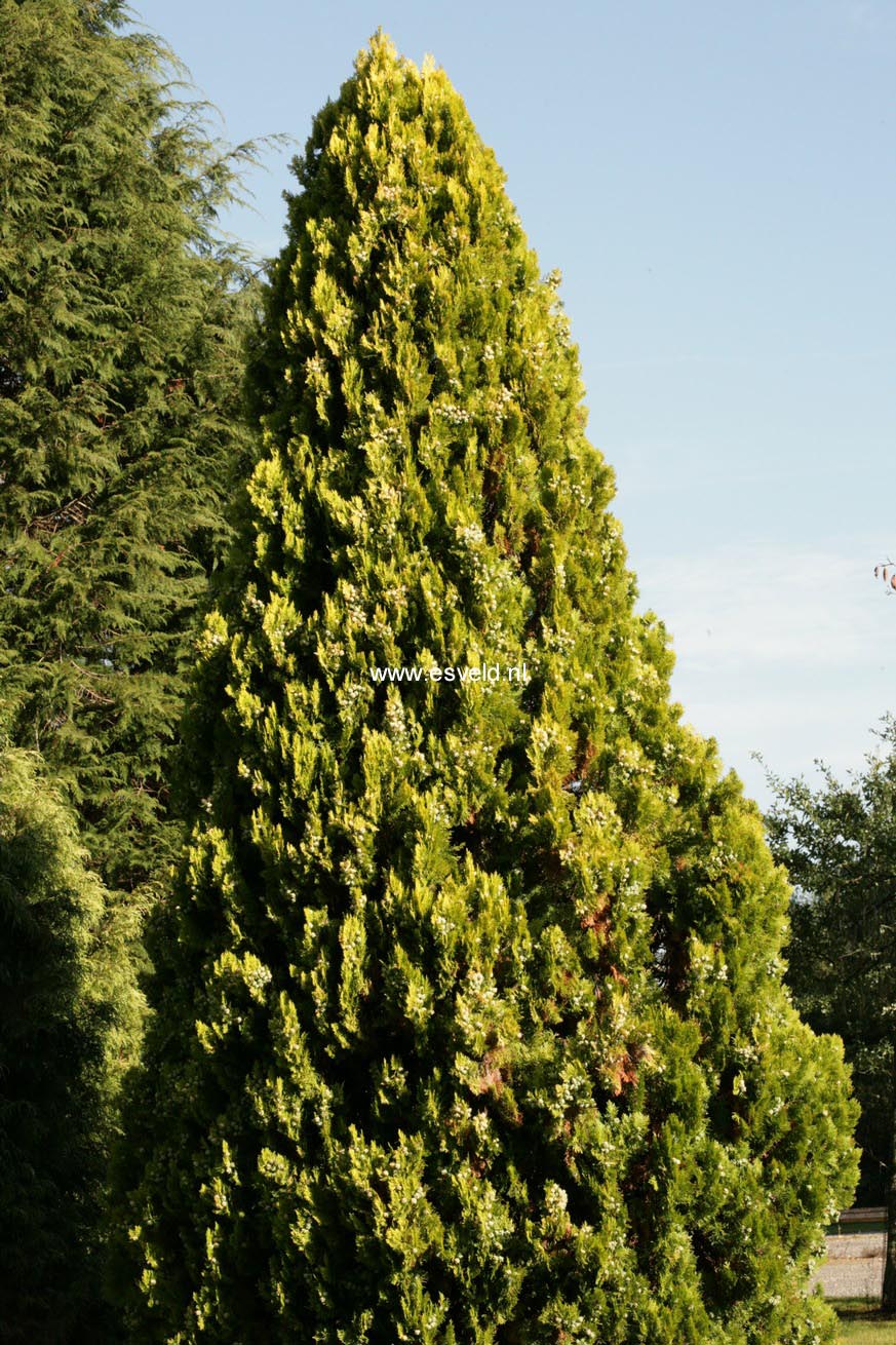 Platycladus orientalis 'Pyramidalis Aurea'