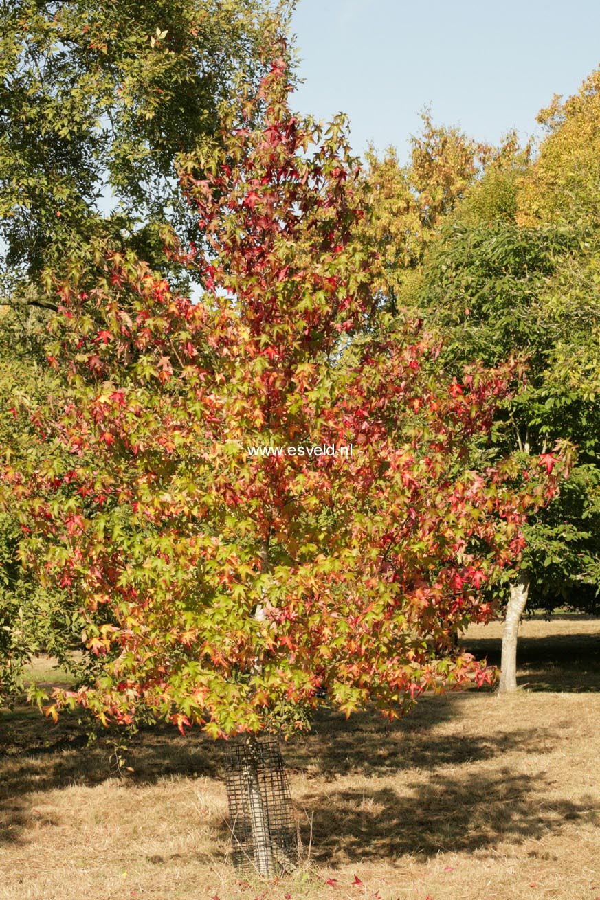 Liquidambar styraciflua 'Parasol'