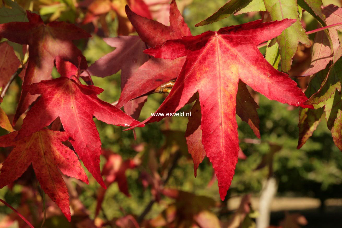 Liquidambar styraciflua 'Parasol'