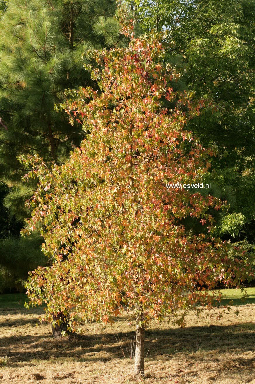 Liquidambar orientalis