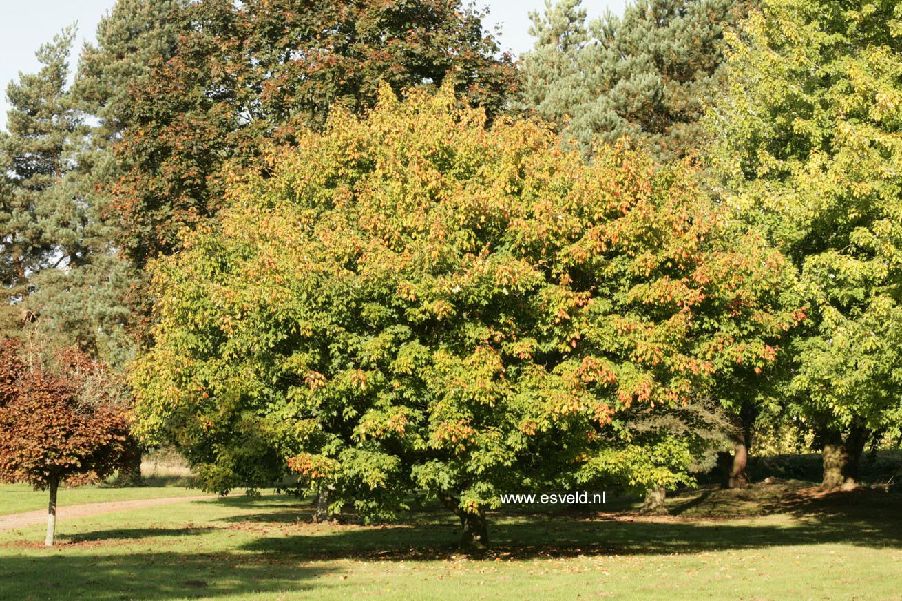 Acer saccharum