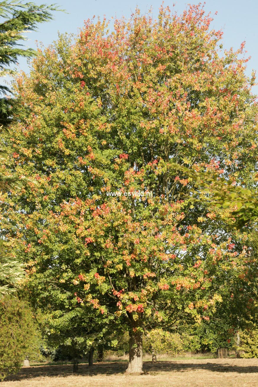 Acer saccharum