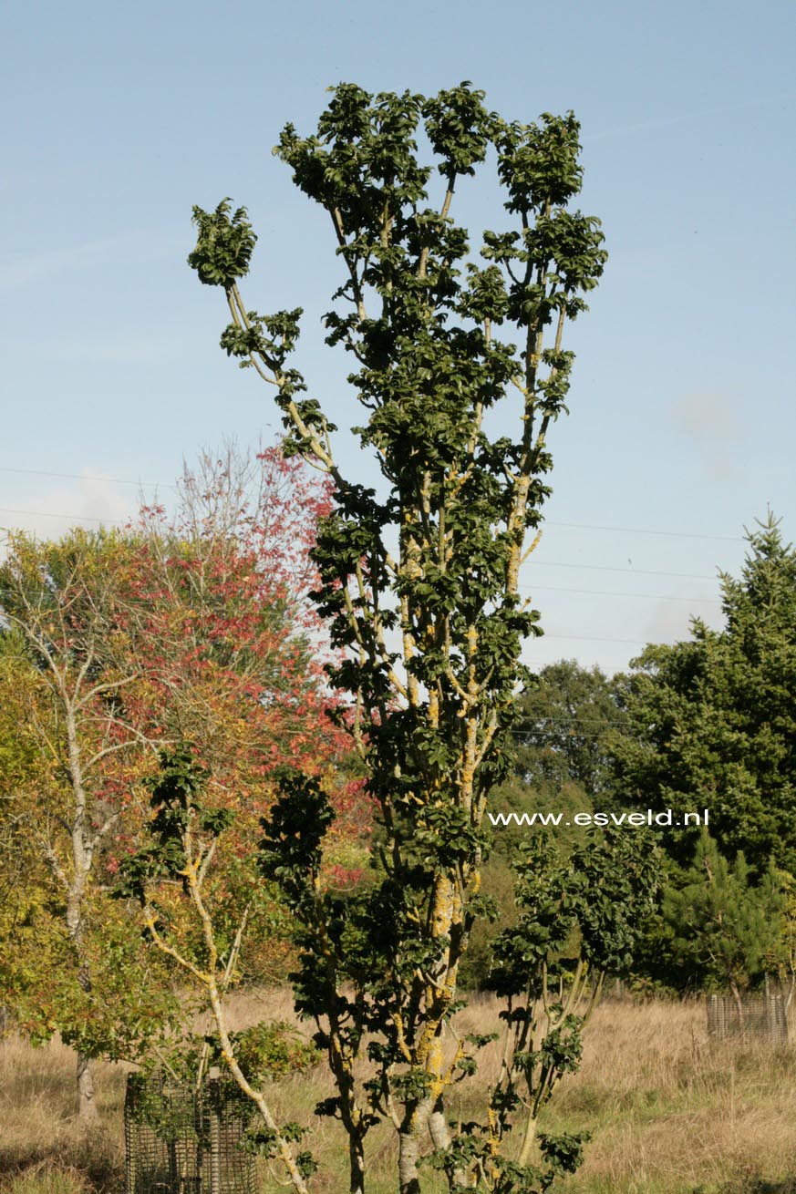 Fraxinus excelsior 'Crispa'