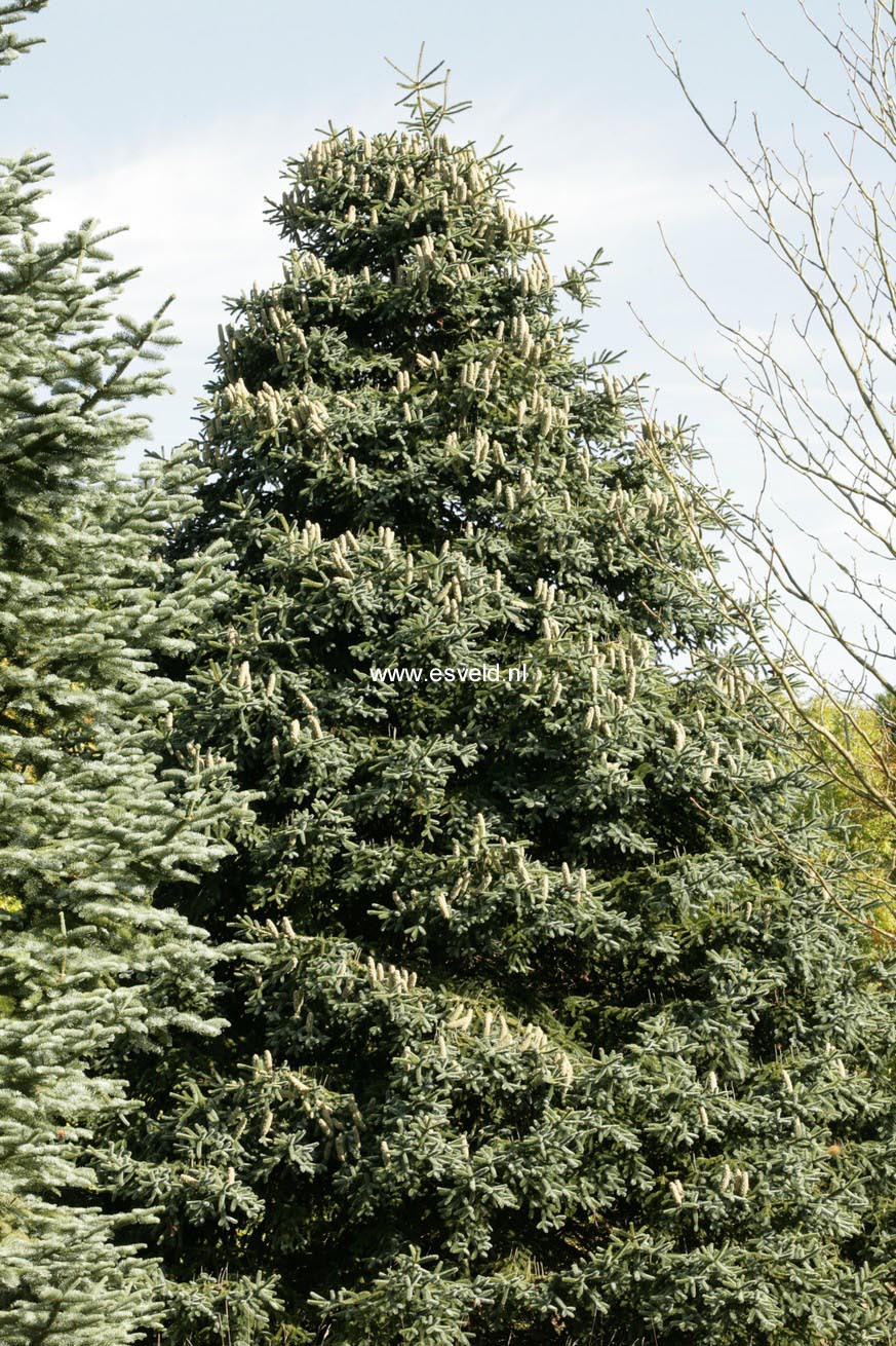 Abies pinsapo 'Kelleriis'