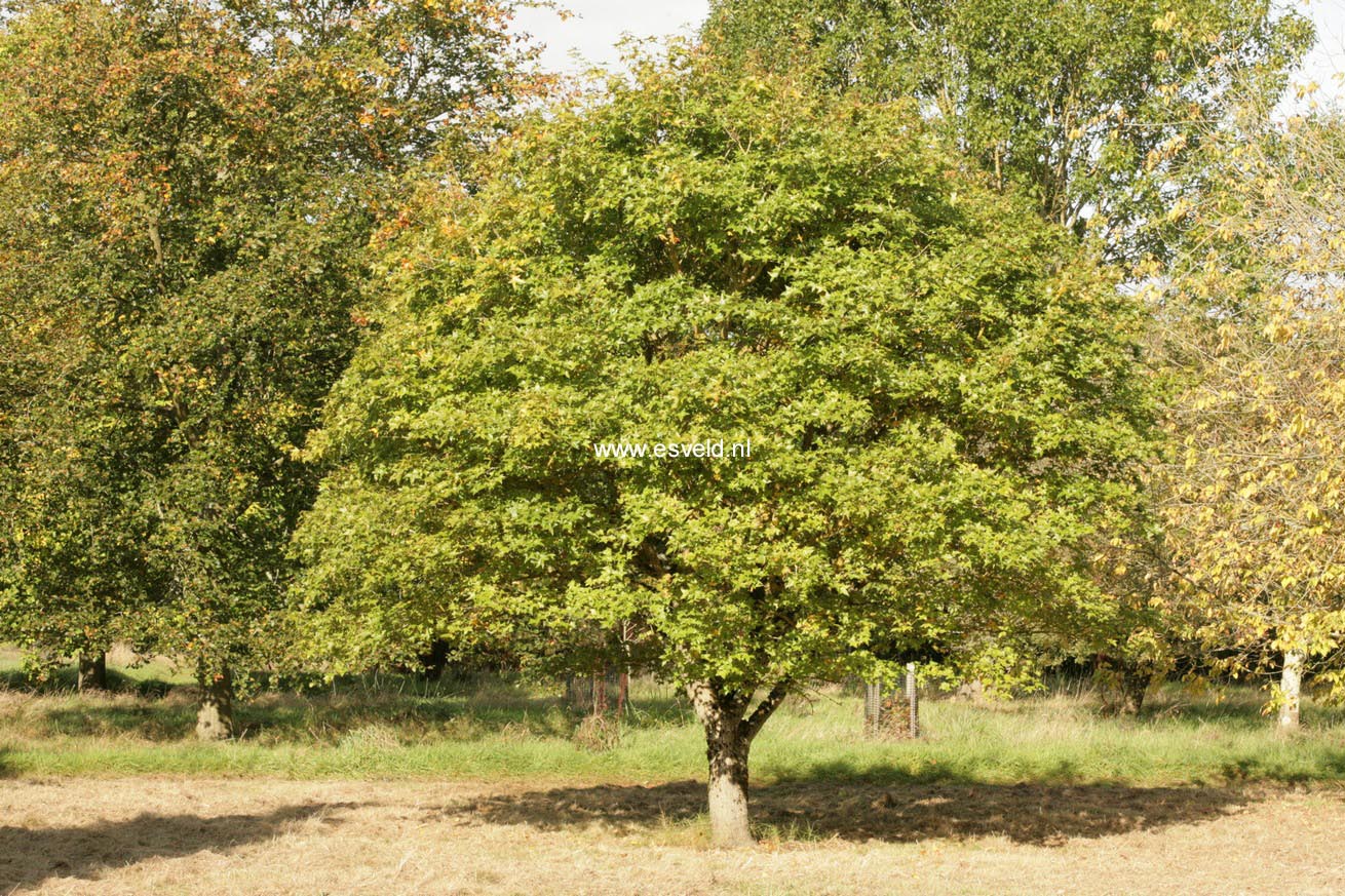 Acer truncatum