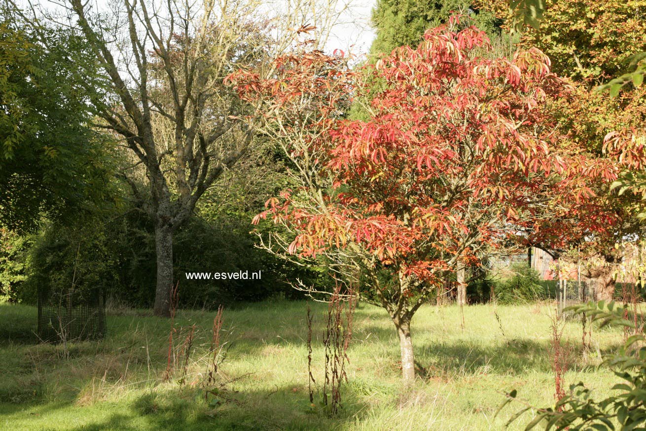 Aesculus sylvatica