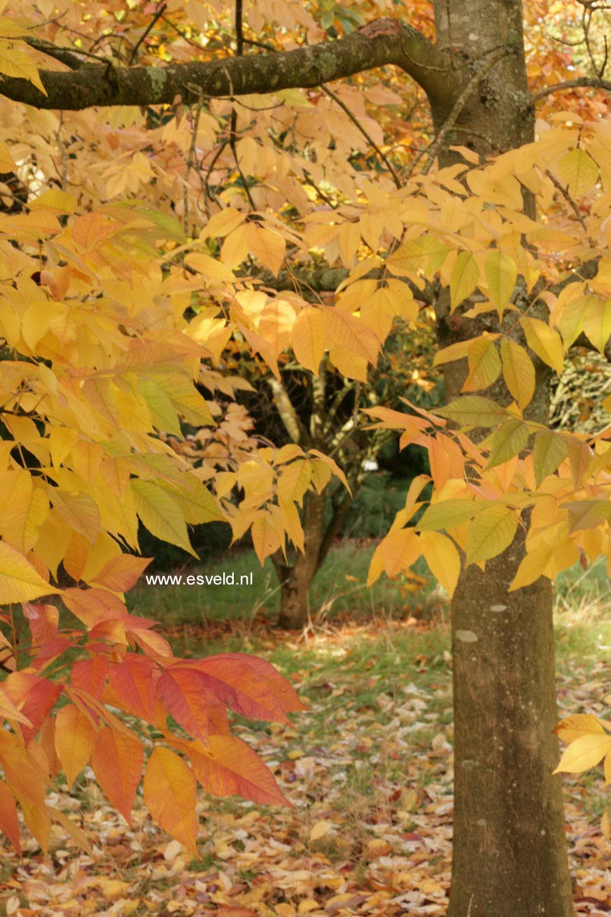 Fraxinus americana 'Autumn Purple'