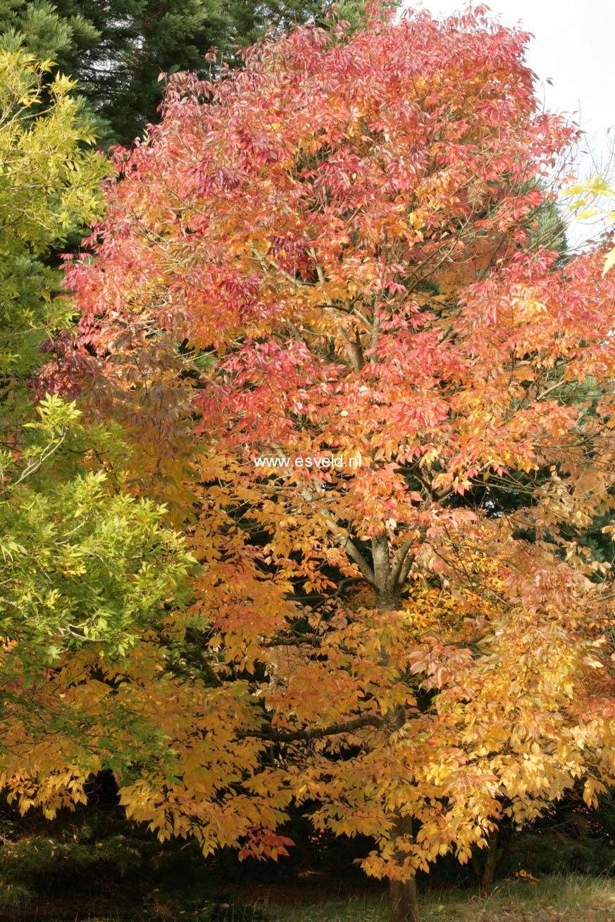 Fraxinus americana 'Autumn Purple'