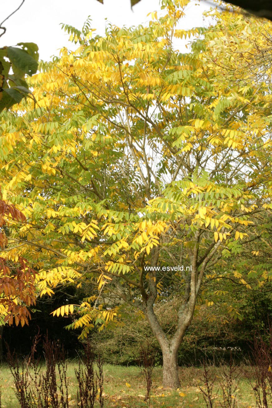 Juglans ailantifolia cordiformis