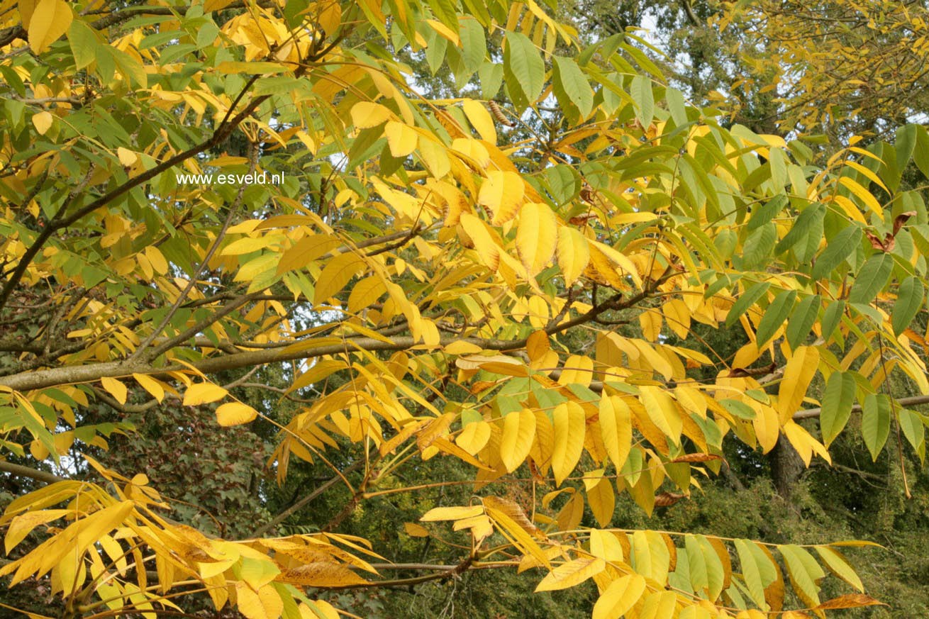 Juglans ailantifolia cordiformis