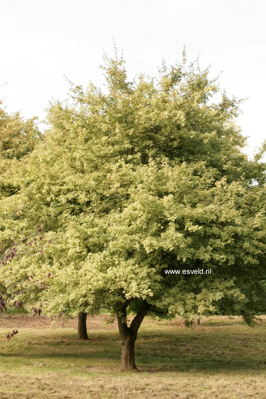 Acer campestre 'Pulverulentum'