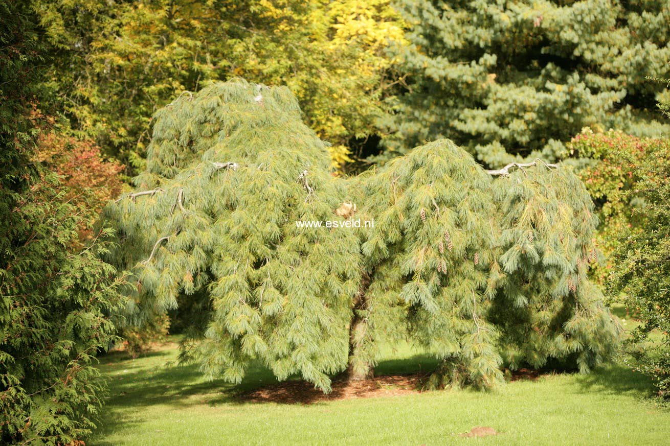 Pinus strobus 'Pendula'