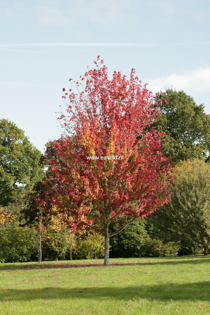 Acer freemanii 'Jeffersred' (AUTUMN BLAZE)