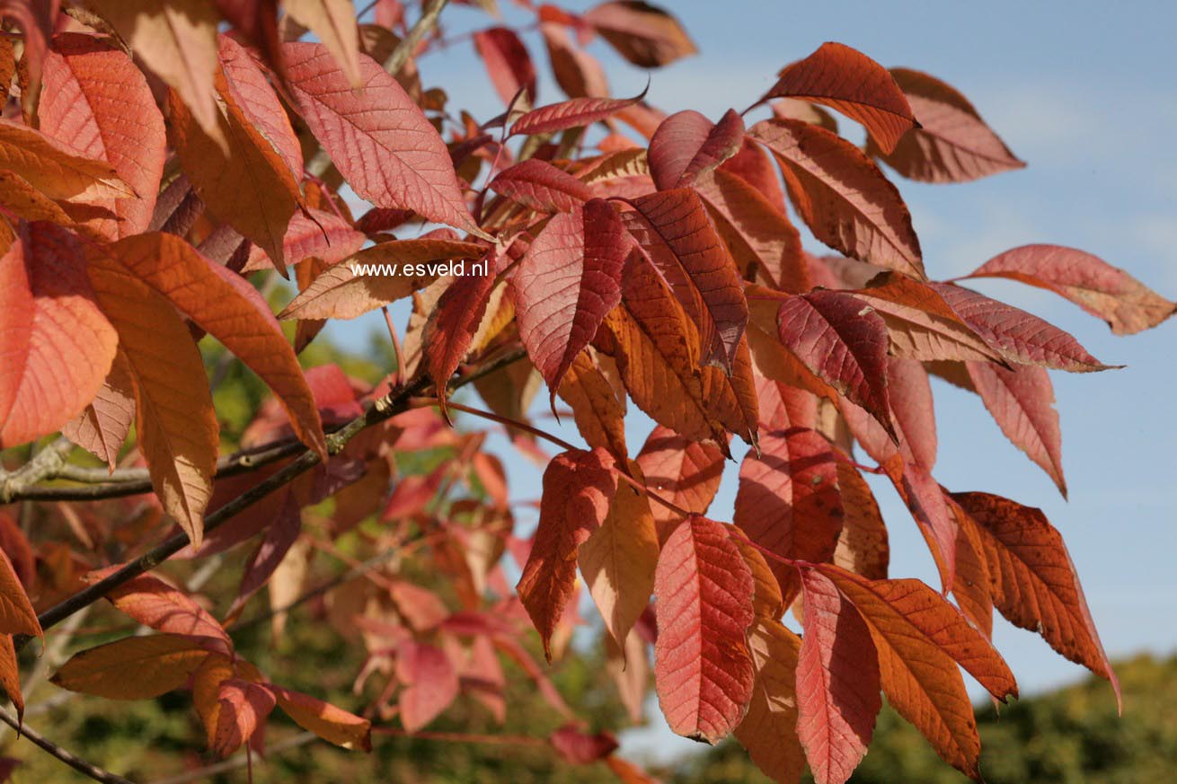Fraxinus americana 'Autumn Purple'
