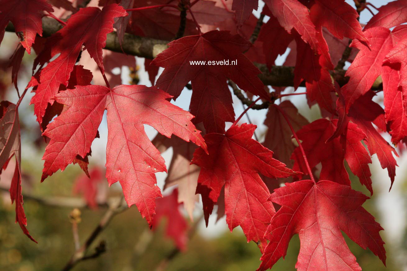 Acer freemanii 'Jeffersred' (AUTUMN BLAZE)