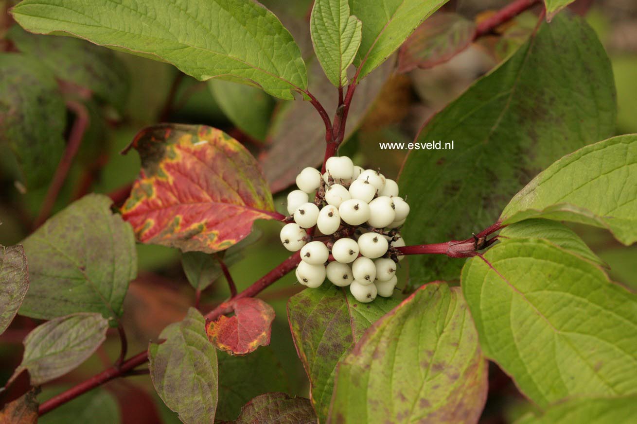 Cornus alba 'Sibirica'
