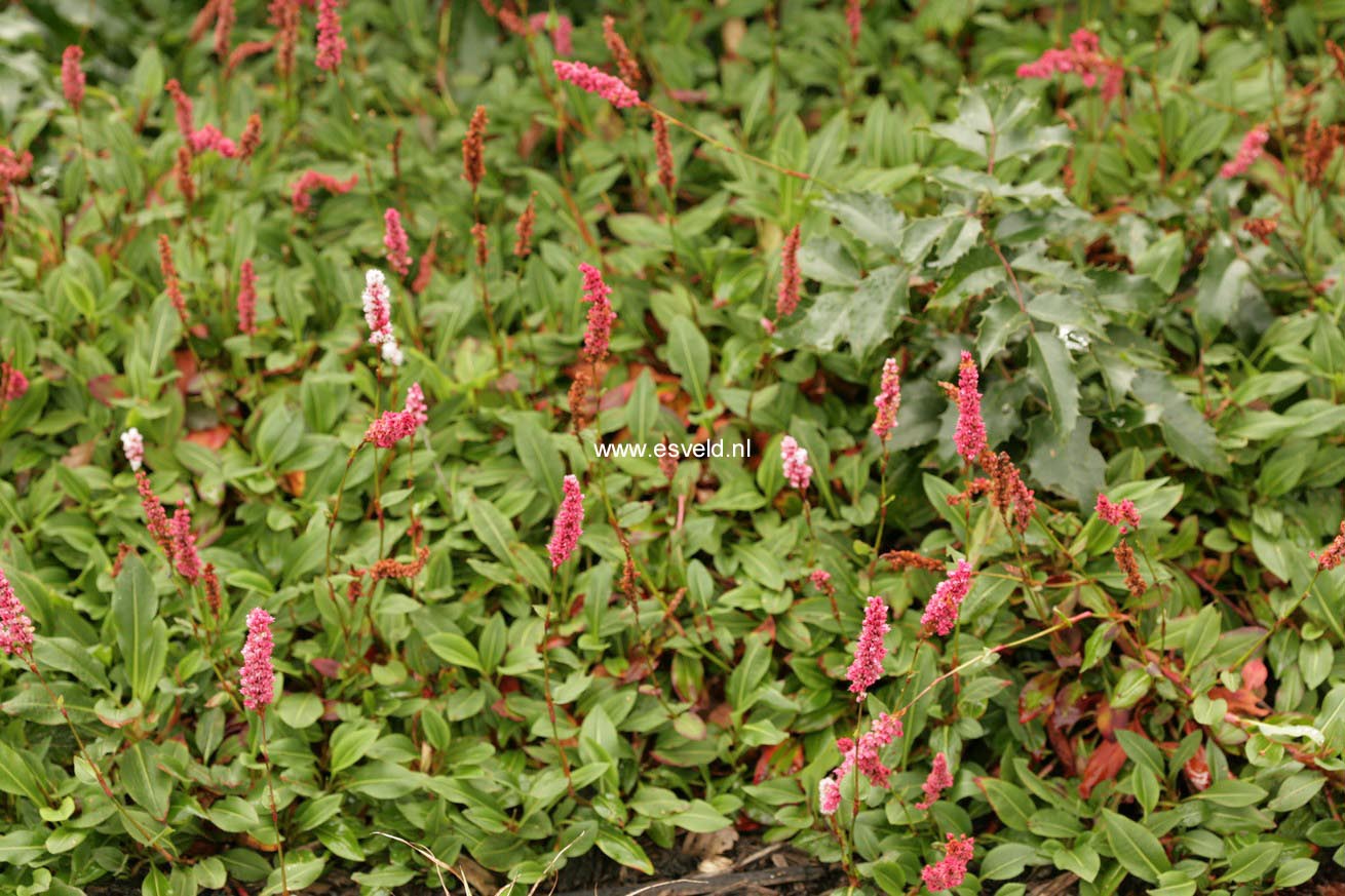 Persicaria affinis 'Superba'