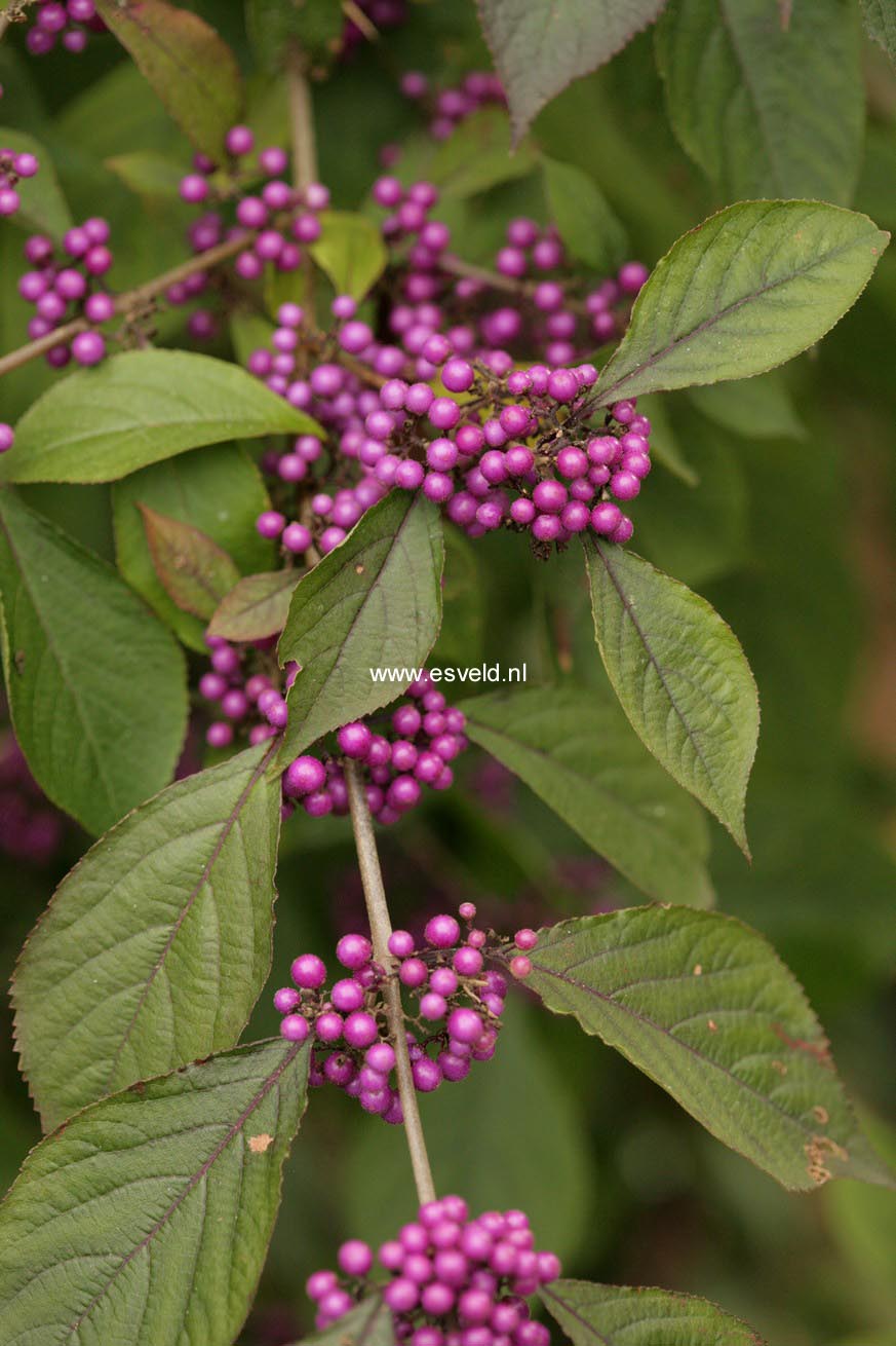 Callicarpa bodinieri 'Profusion'