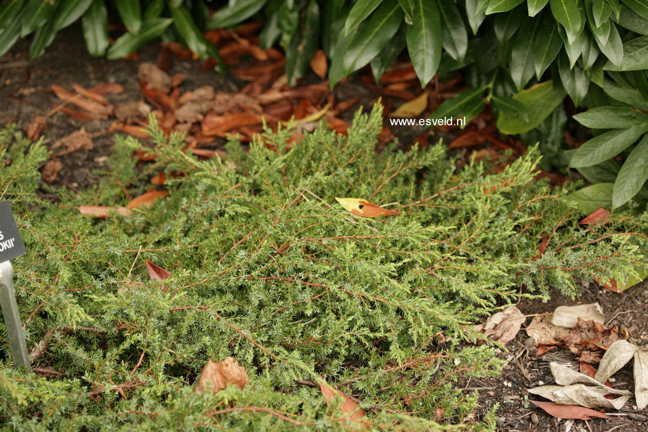 Juniperus communis 'Hornibrookii'