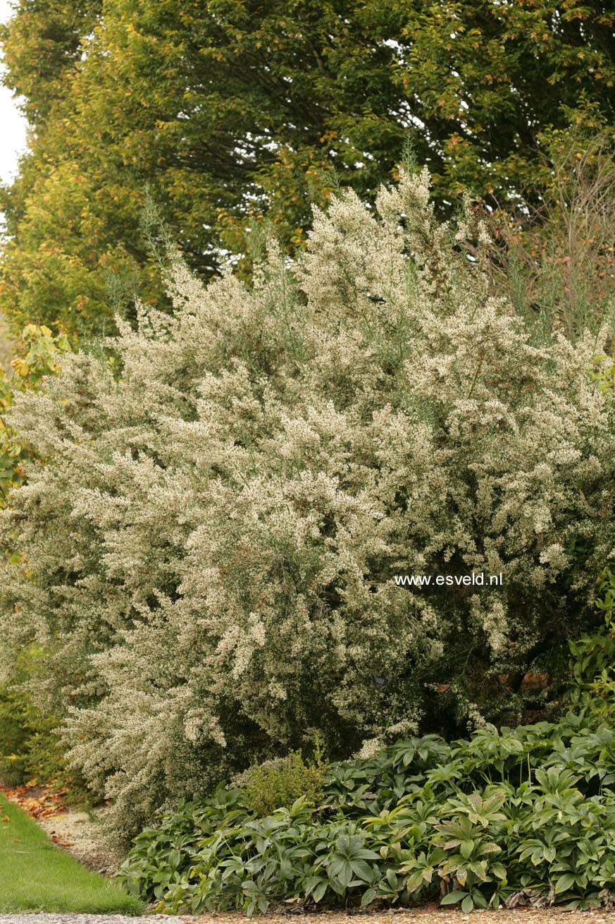 Colletia armata