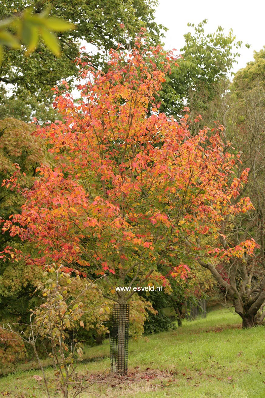 Acer rubrum 'Northwood'