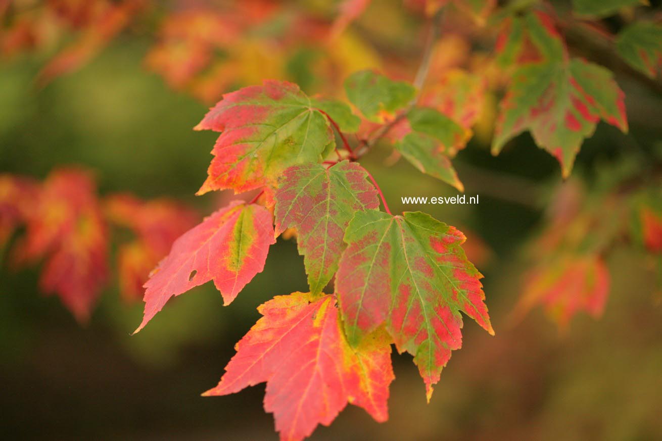Acer rubrum 'Northwood'