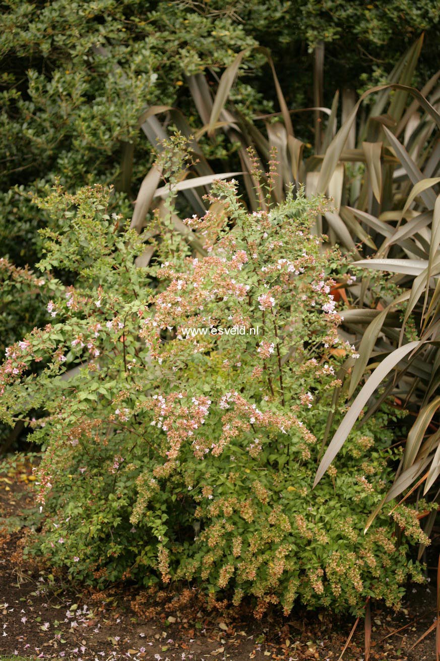 Abelia parviflora 'Bumblebee'