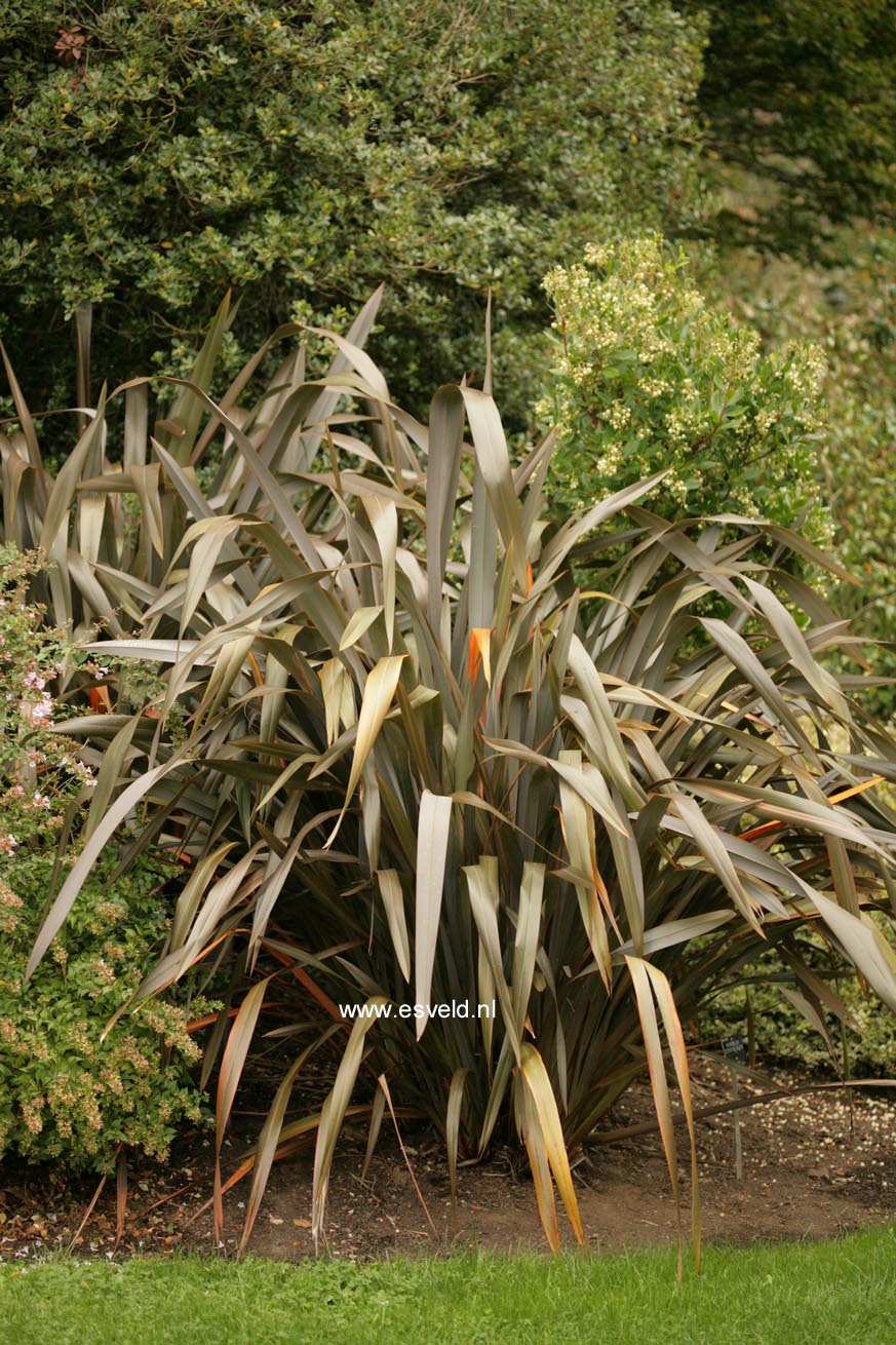 Phormium 'Evening Glow'