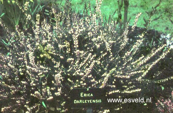 Erica x darleyensis (48000)