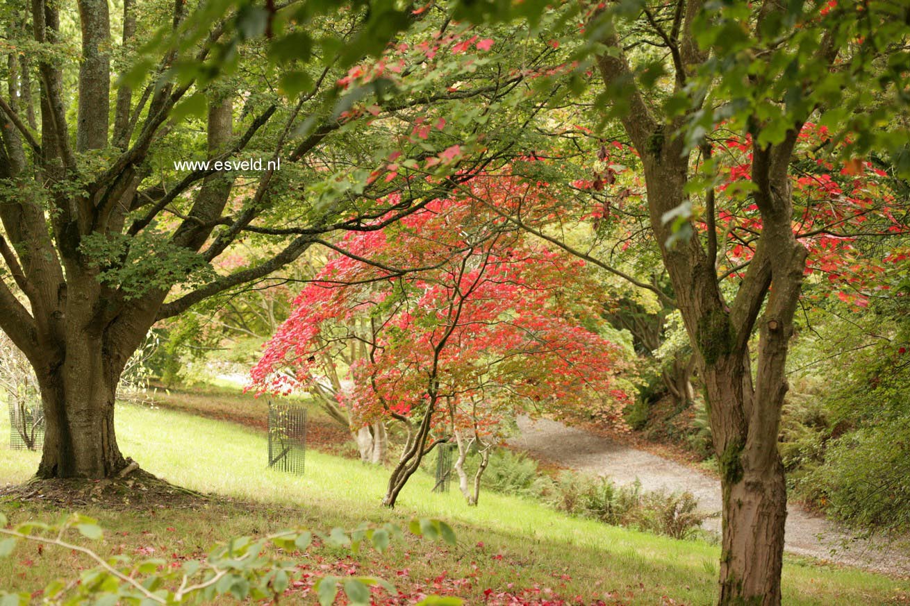 Acer japonicum 'Aconitifolium'