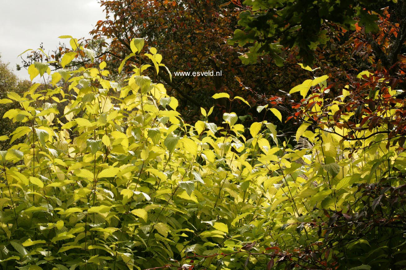 Cornus alba 'Aurea'