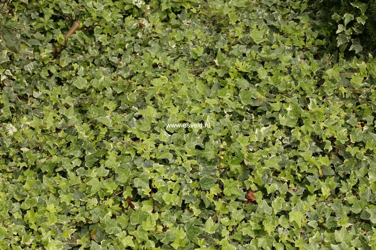 Hedera helix 'Glacier'