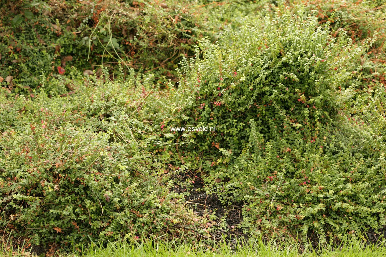 Euonymus fortunei 'Minimus'