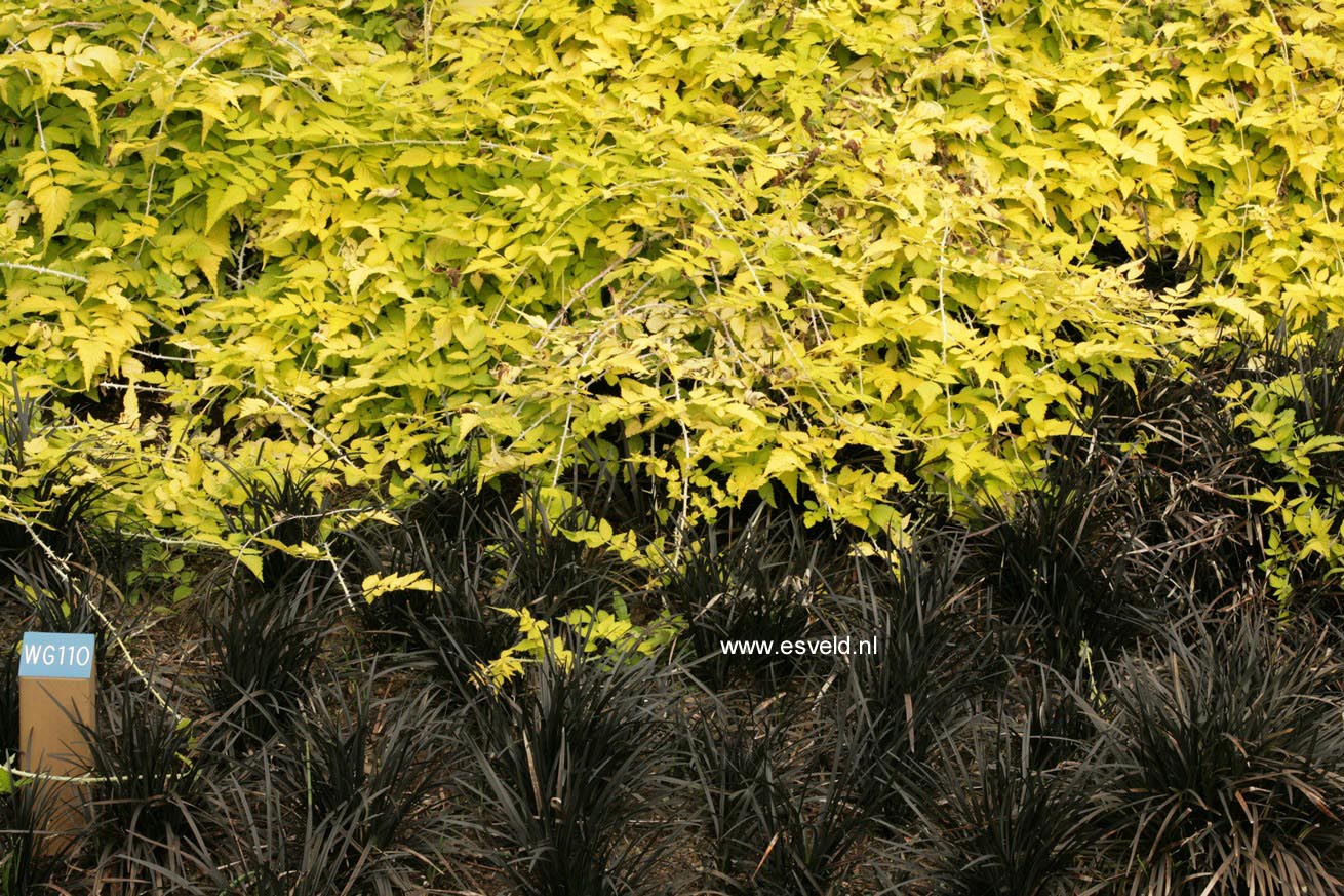 Ophiopogon planiscapus 'Niger'