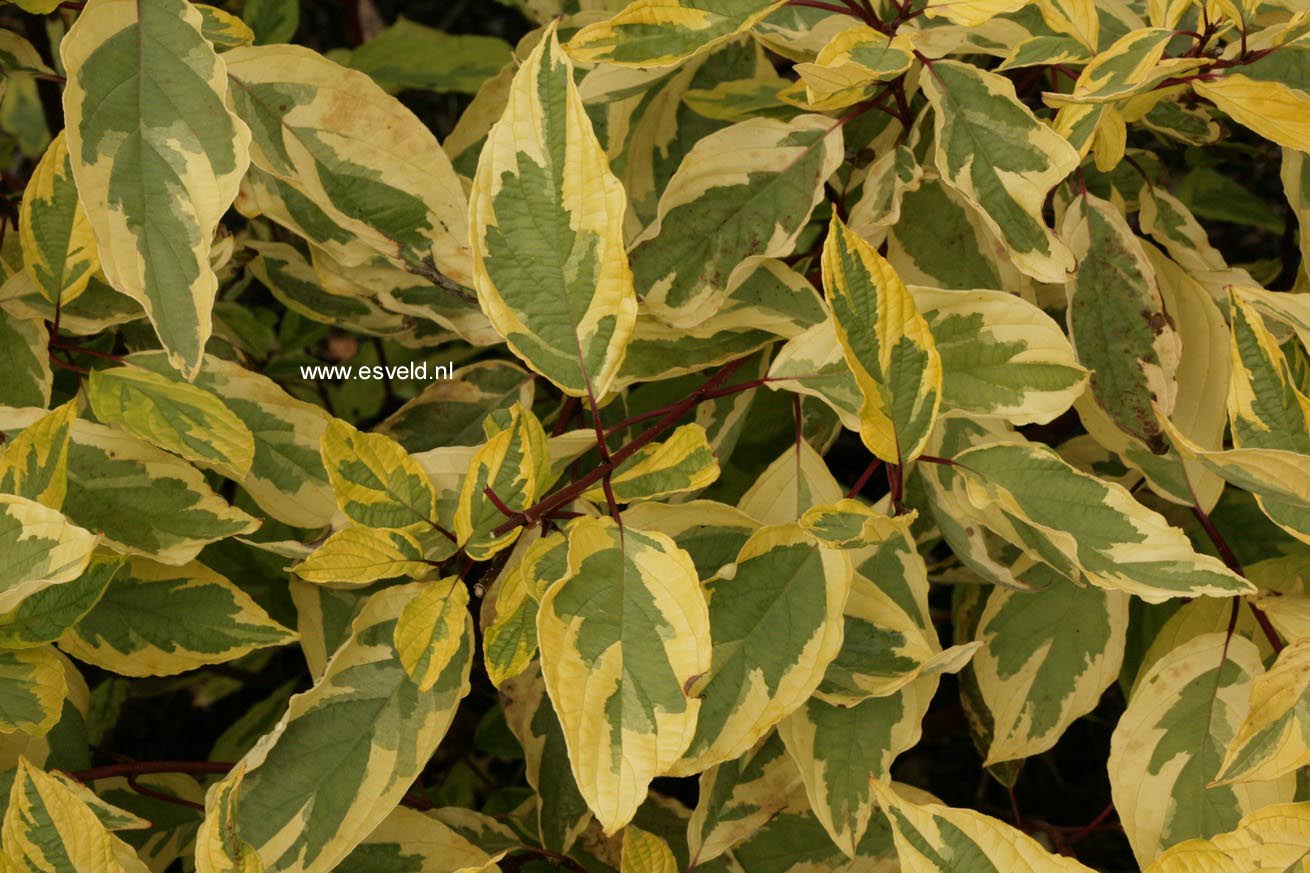 Cornus alba 'Gouchaultii'